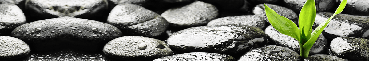 A green sapling emerges from between wet, black pebbles.