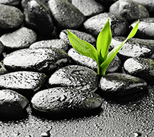 A green sapling emerges from between wet, black pebbles.